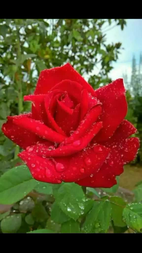 @Rajiya Khatoon