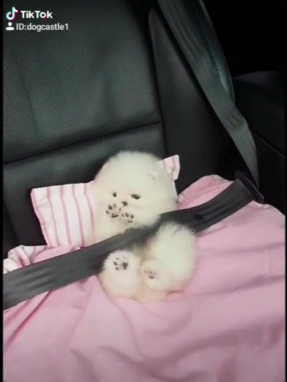 @Dogcastle_TH