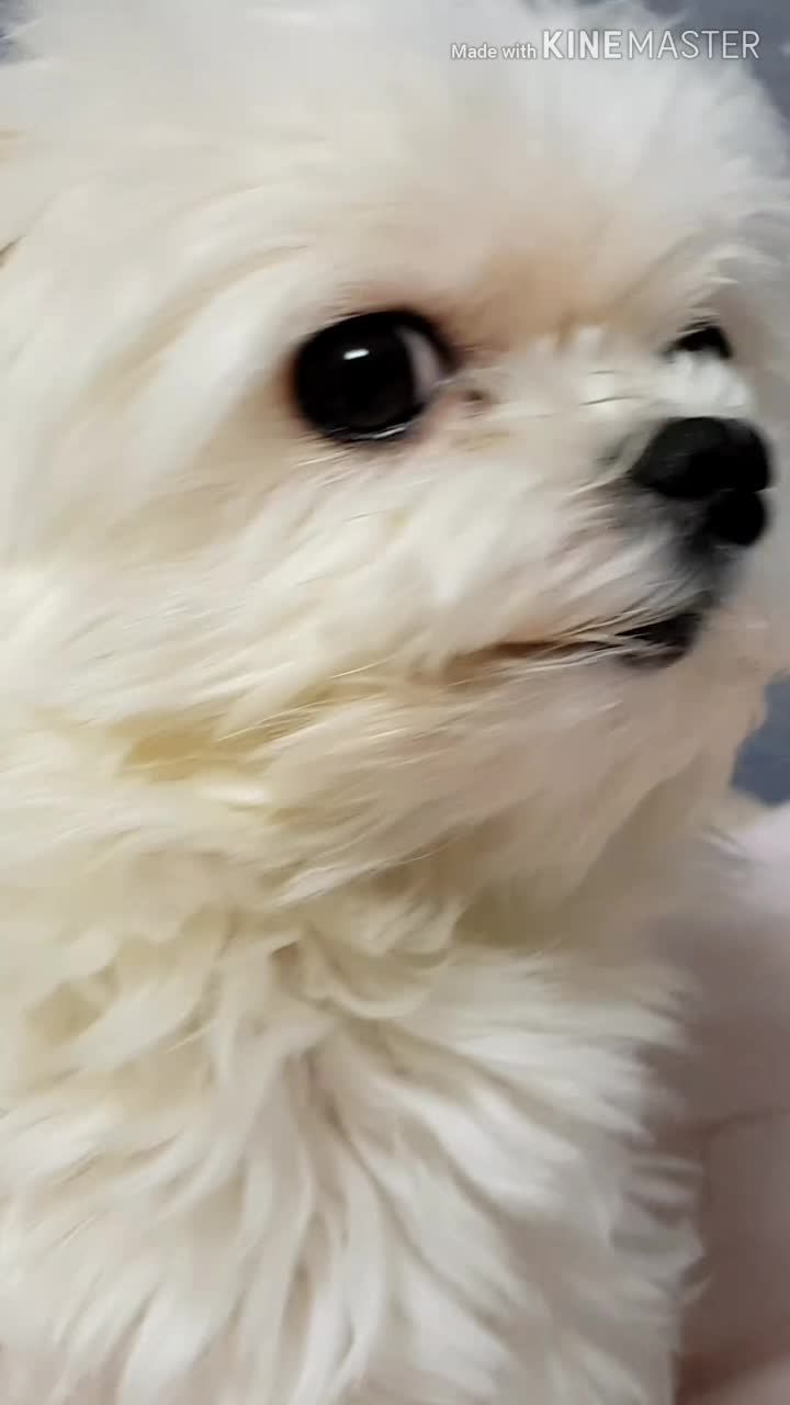 @별에서온 사자