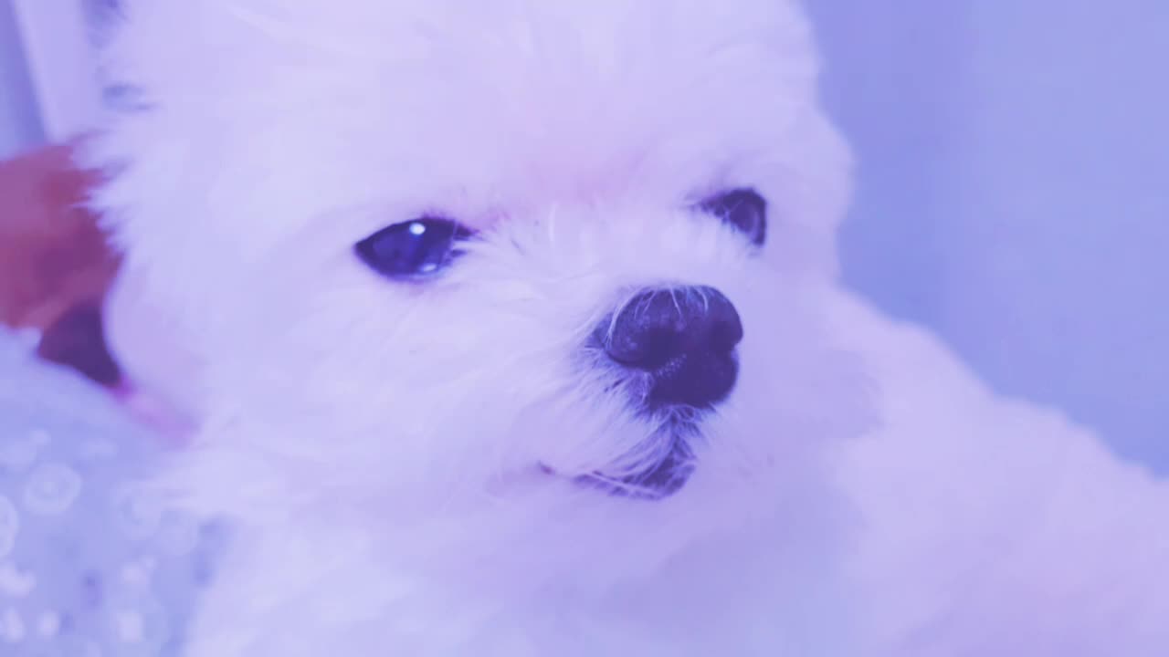 @별에서온 사자