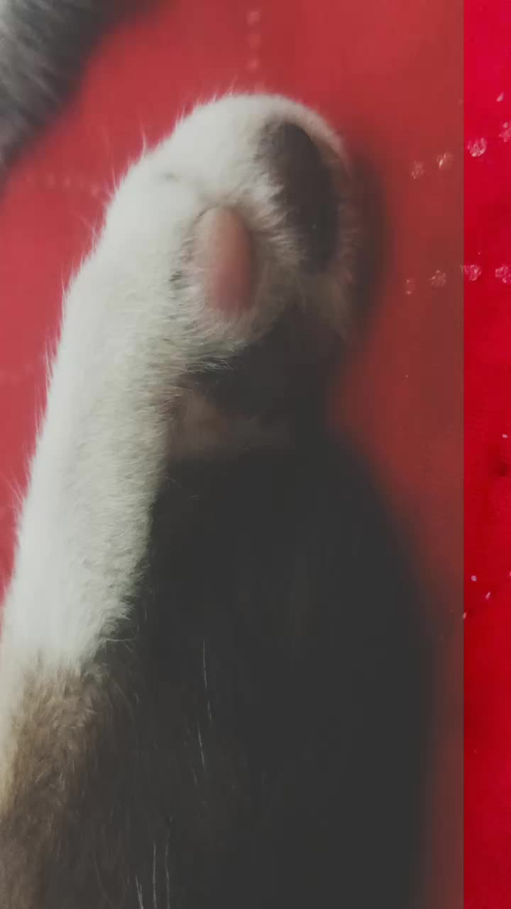 @Deeksha Catz