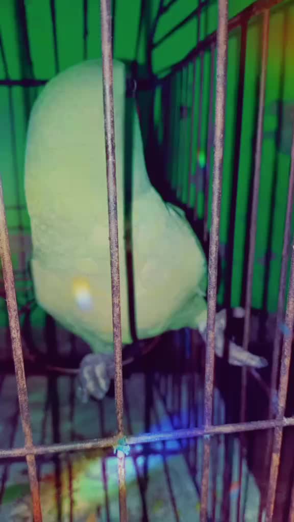 @☺️🍁দোলা🍁☺️