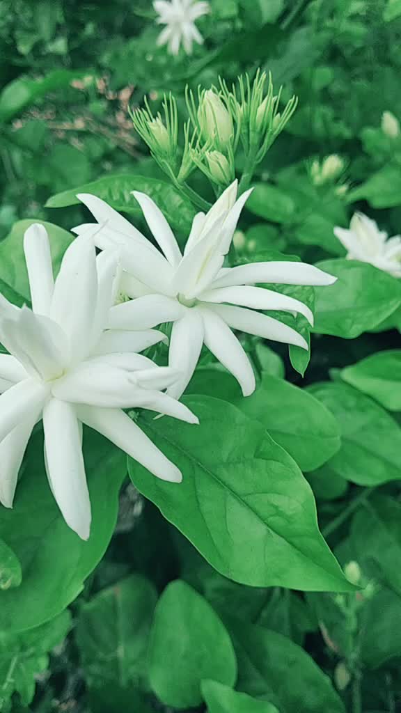 @swetha Venkatesan 🥰