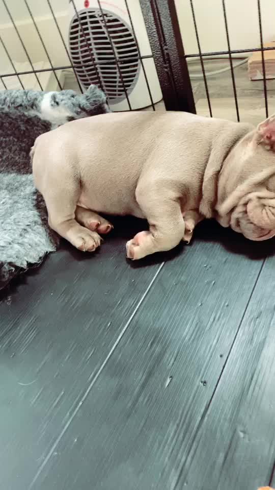 @rudzbulldogz