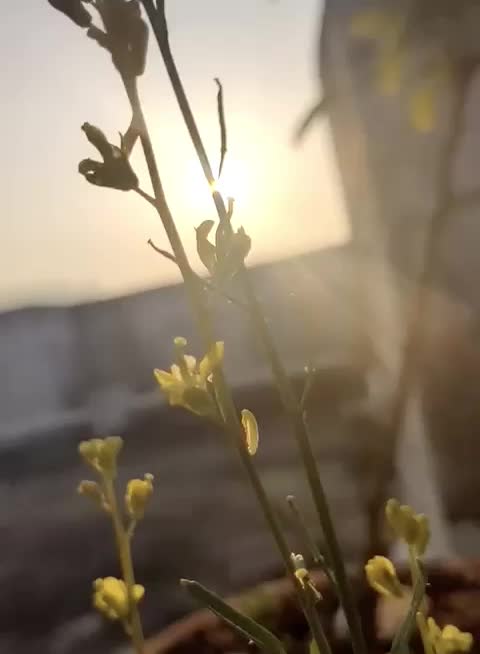 @Harryjanu