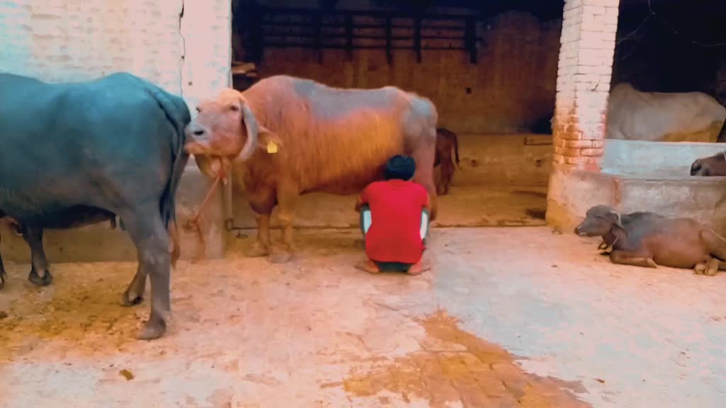 @hardeepkaler5656
