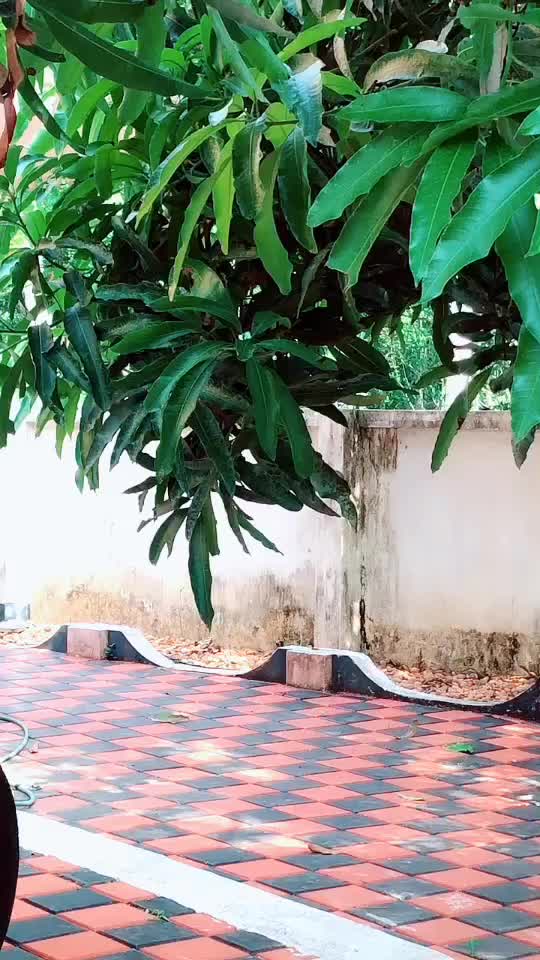 @veenapillai997