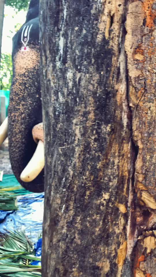 @veenapillai997
