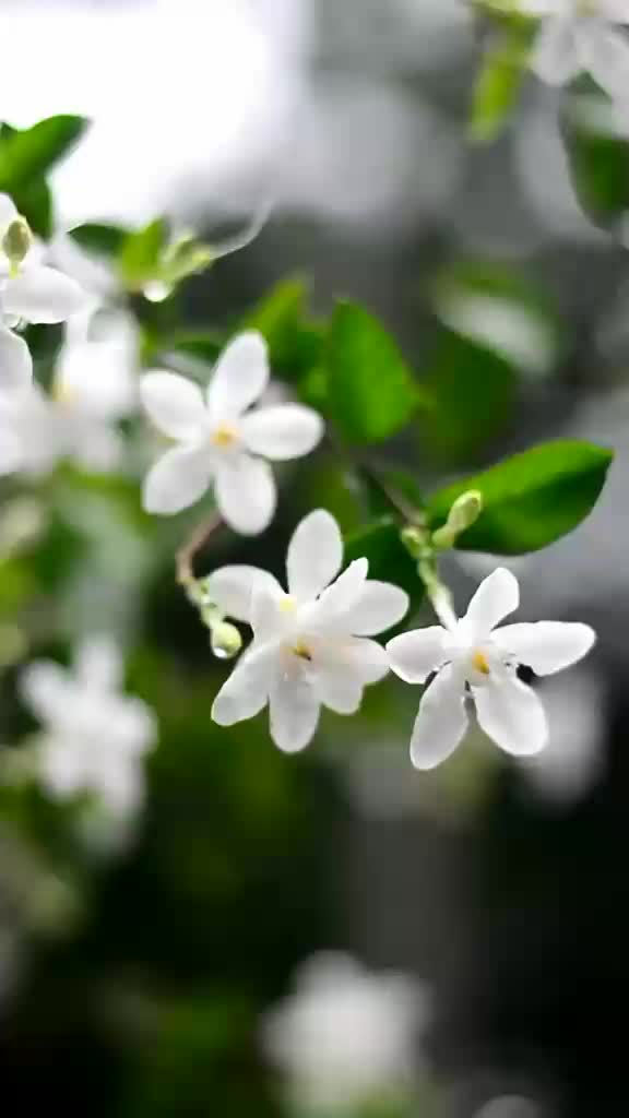 @NikeshKrishna.
