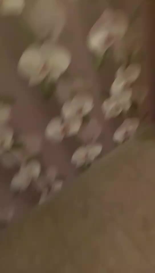 @arseniilaifhac