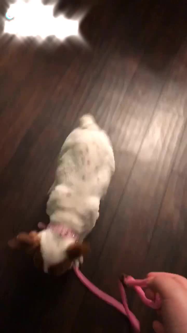 @Miley 🐾🥺❤️