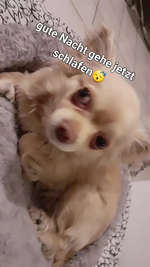 @sissi_dog