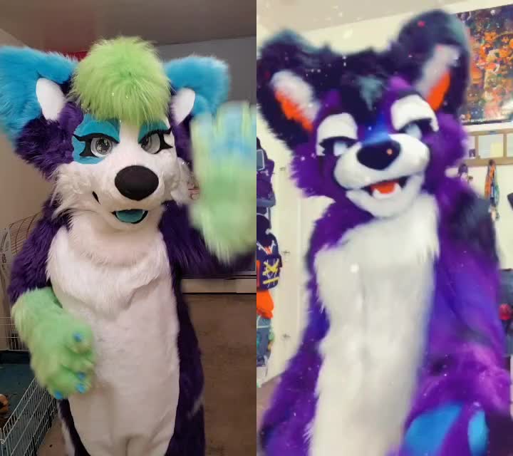 @Luna Husky