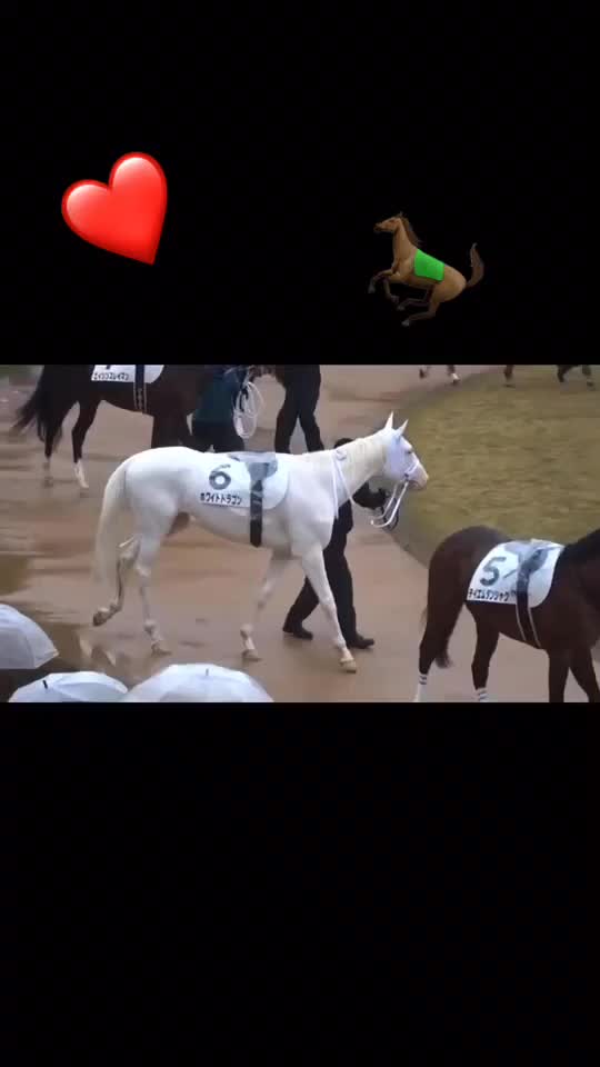 @🖇horses🖇