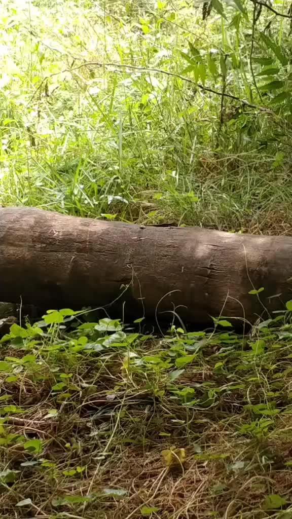@🖤NĀNDHĀ KĀBĀDDĪ🖤