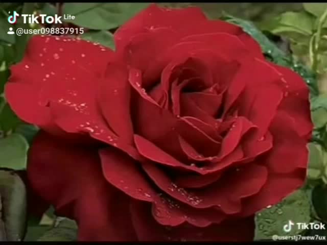 @Aman Charik