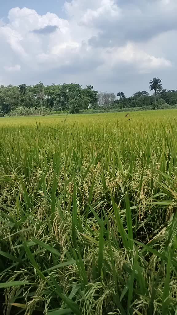 @BimanBhadra700113620
