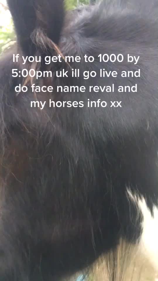 @horzeastetics