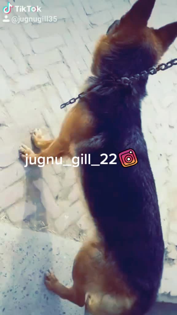 @GILL DOG FARM