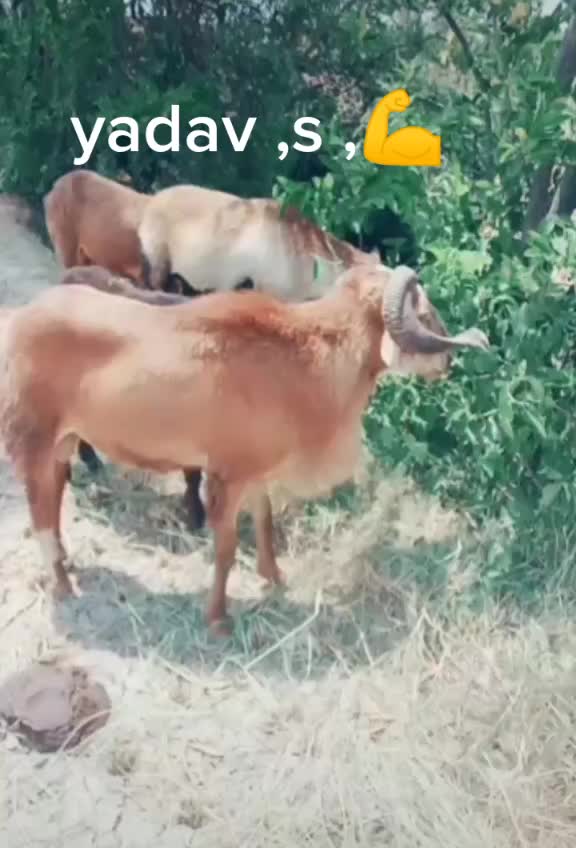 @sai charan075379