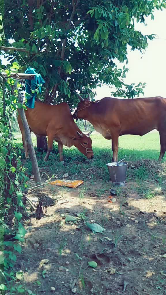 @Babulu Bagarti