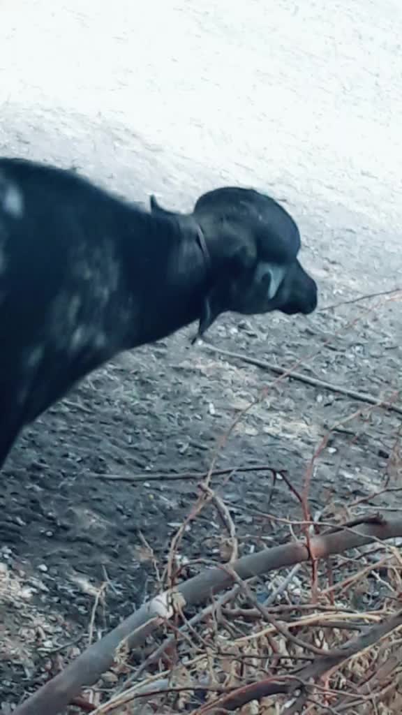 @😈   સભાડ   😈