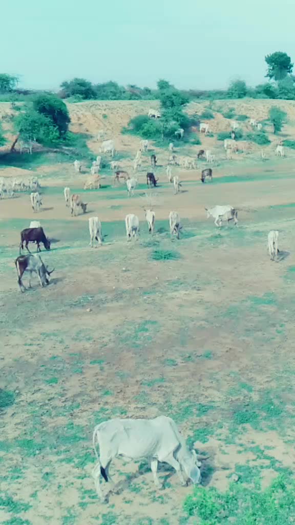 @સુરેશ. સૉઢા