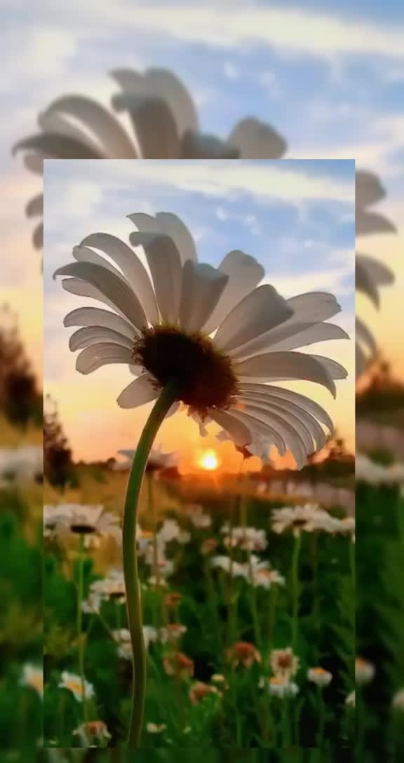 @Simran Sardar