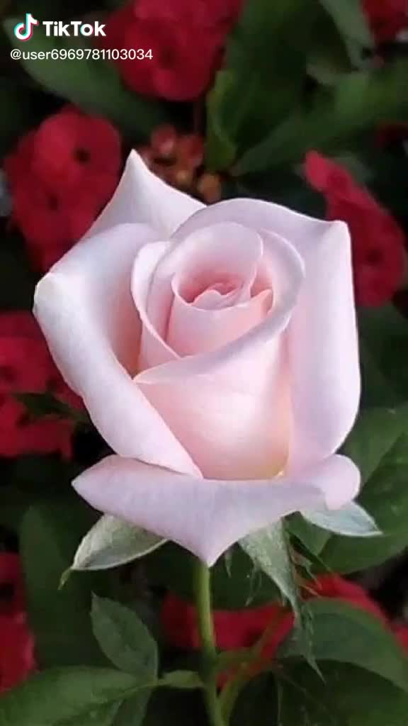 @@user8128649507725