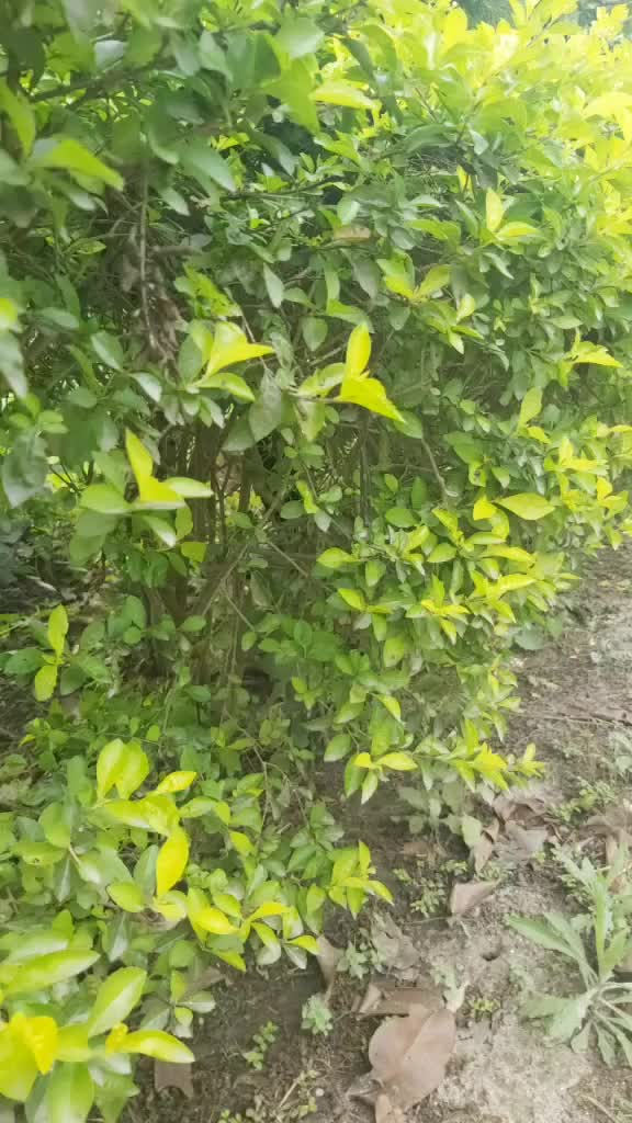 @Ravi Sudha Choudhary