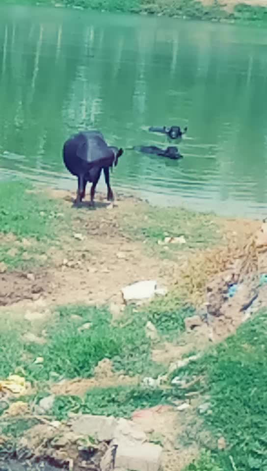 @Rohit Jurasi