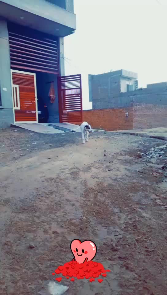 @manjinder9587