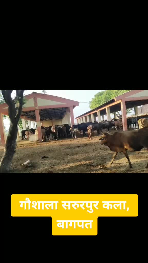 @sanjeev arya