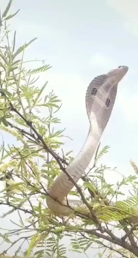 @yavatmal