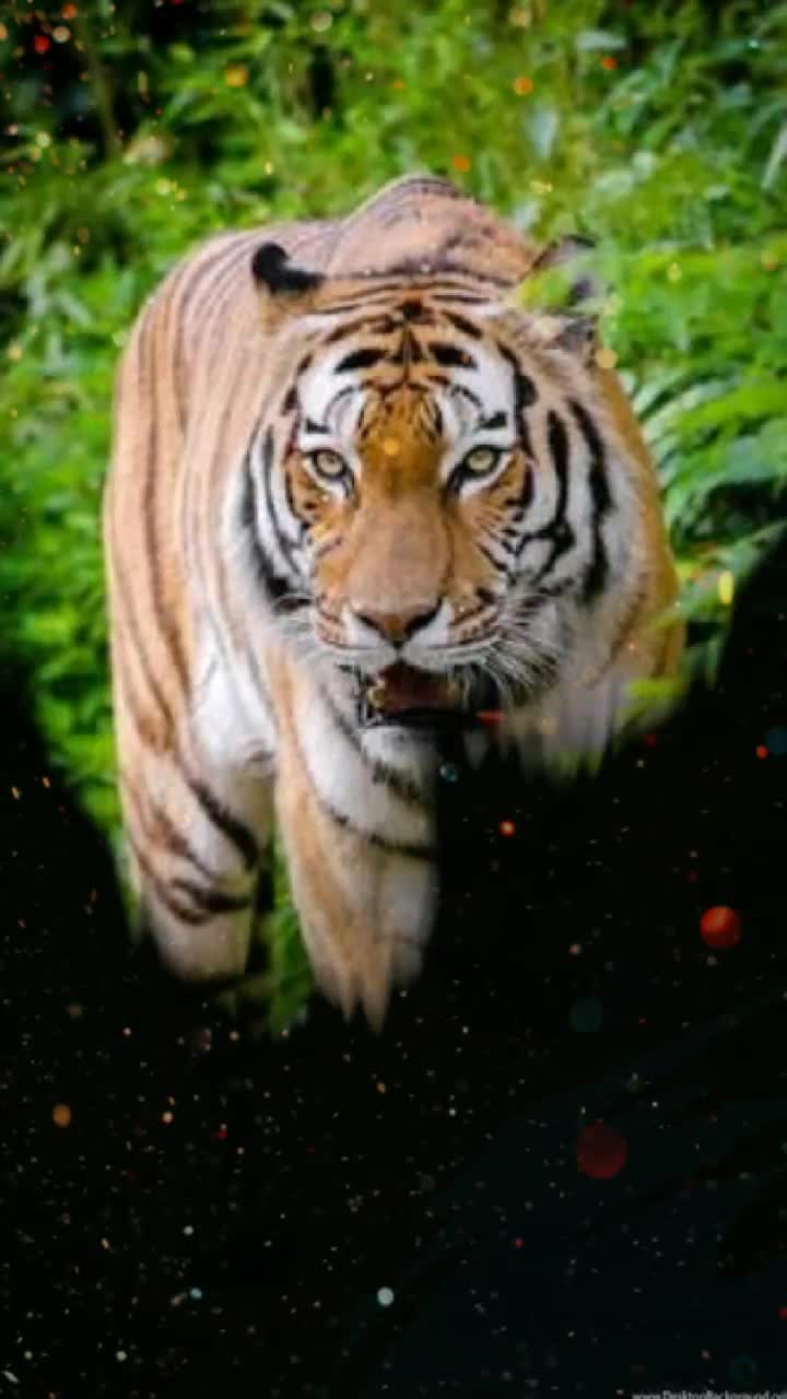 @Tiktok Bollywood