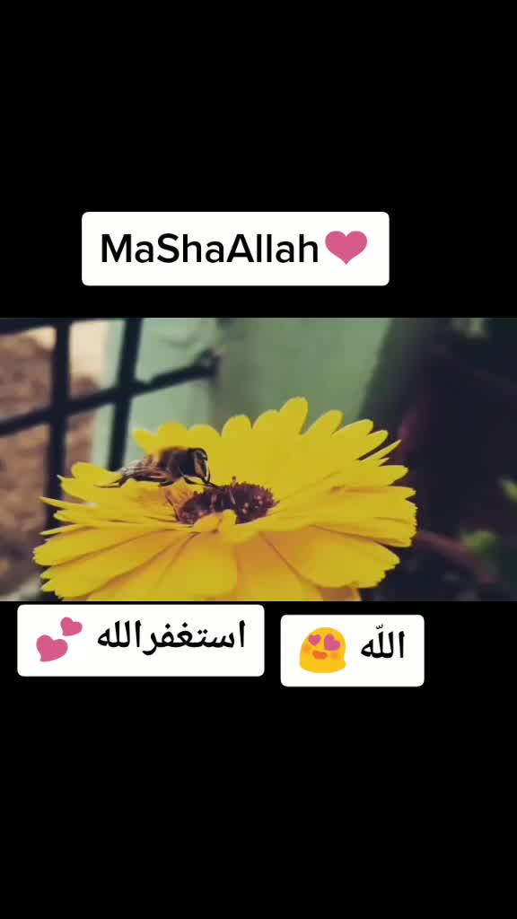 @tayyaba💕