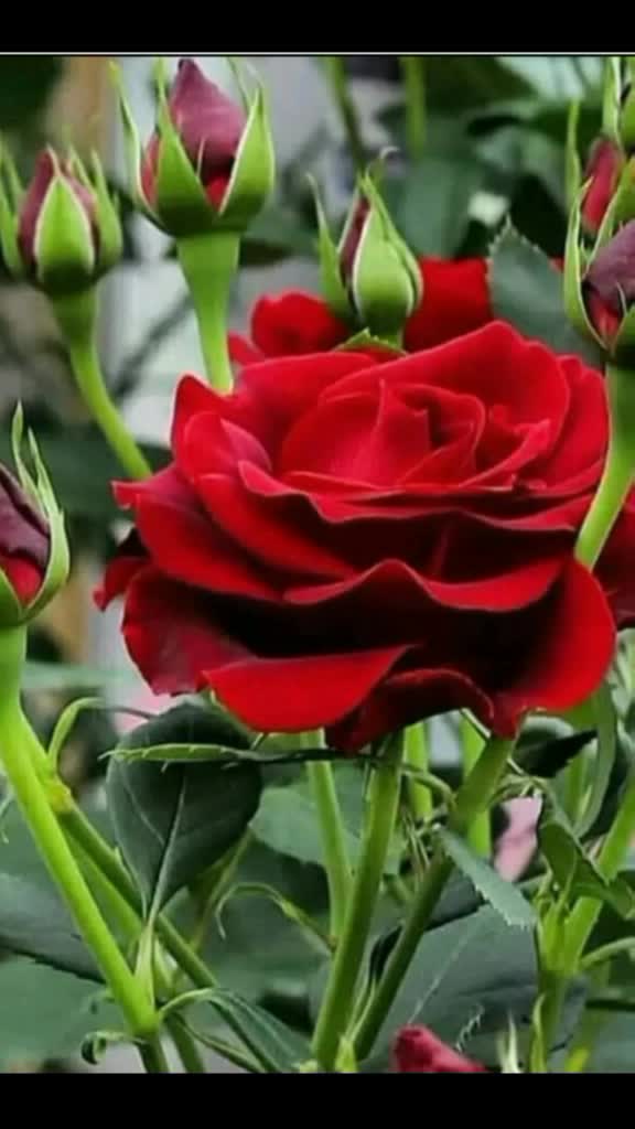 @Farhan62