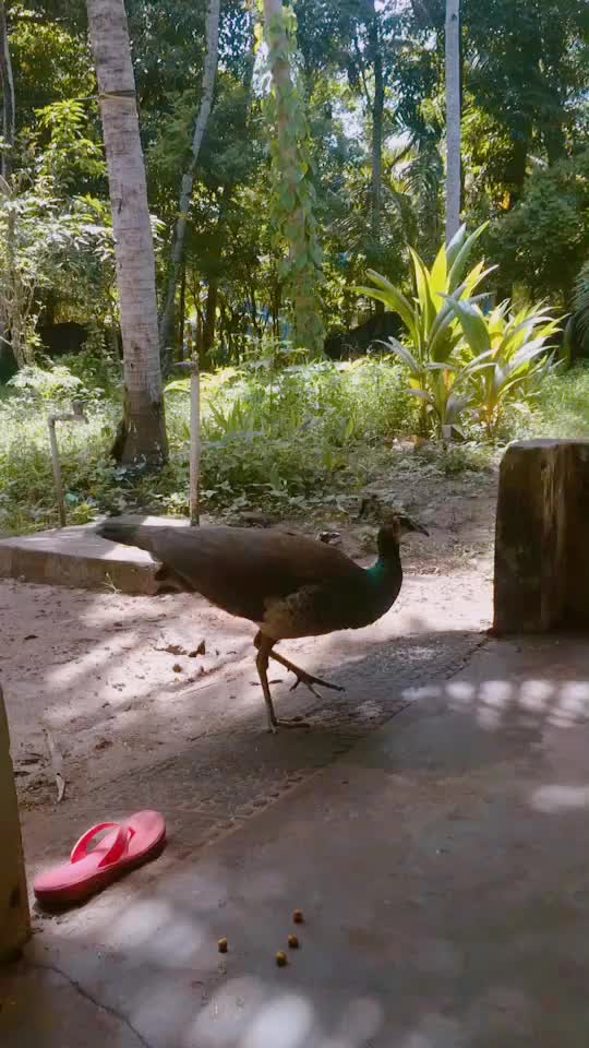@suraj2315