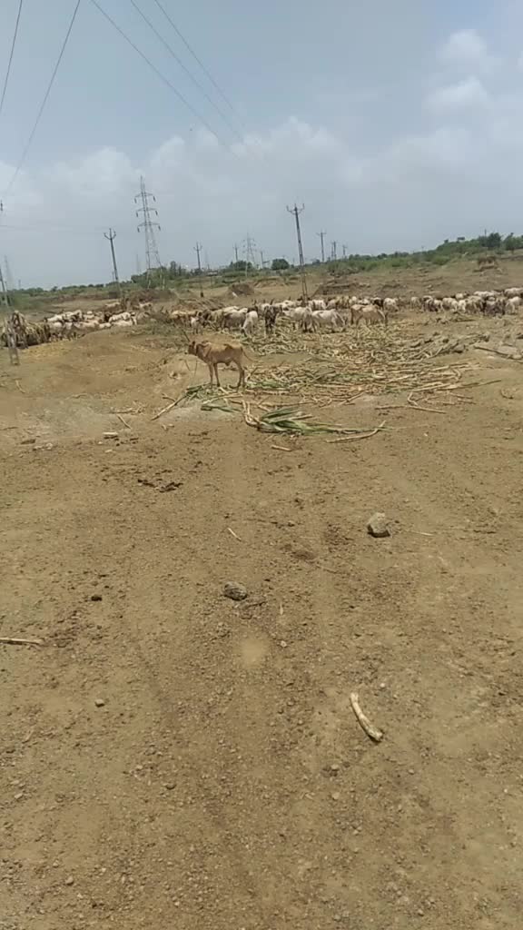 @રબારી