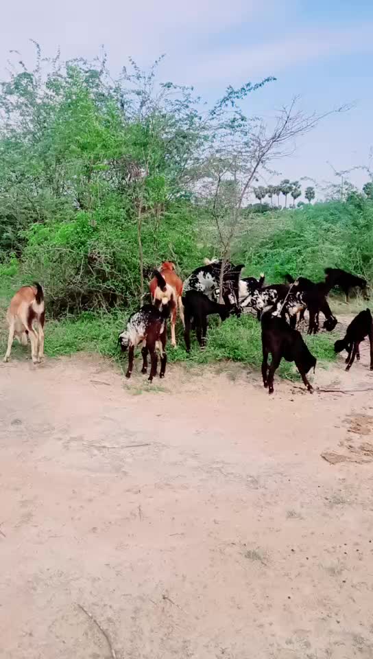@Mekala Madhu Yadav