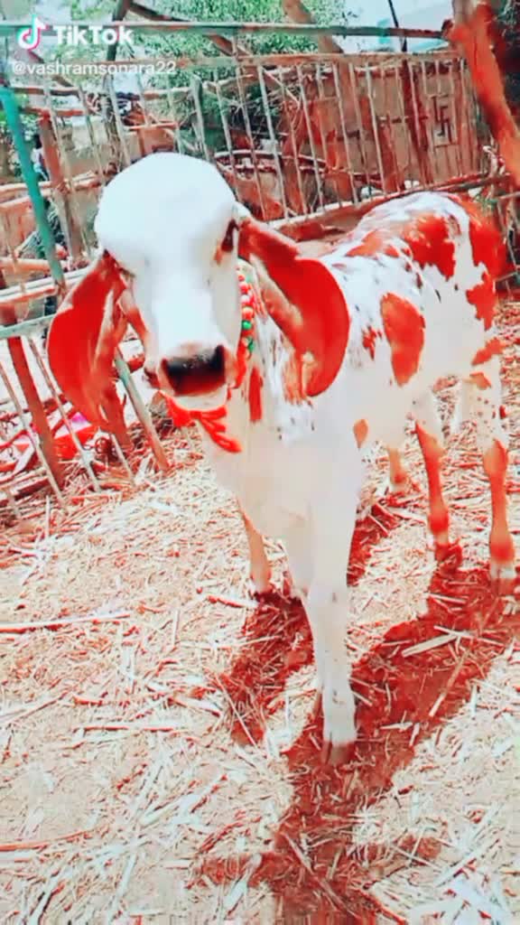 @રાજા મેલડી વાળા