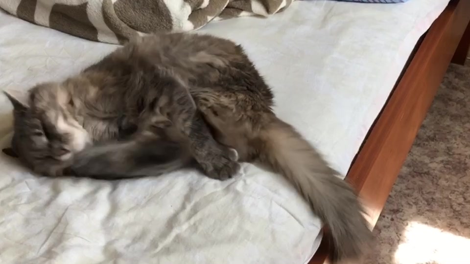 @kissa_melissa