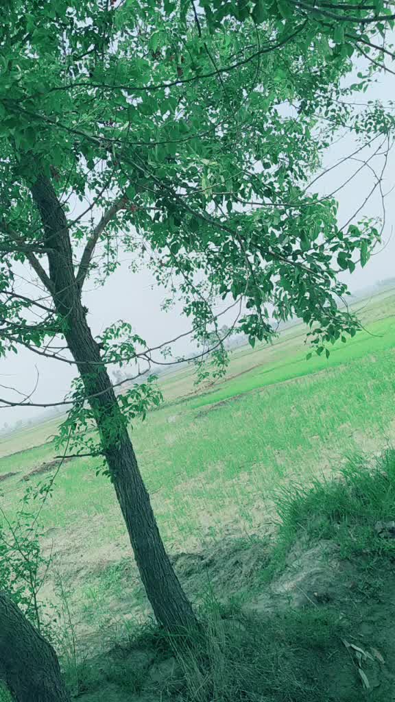 @sukhchain rai