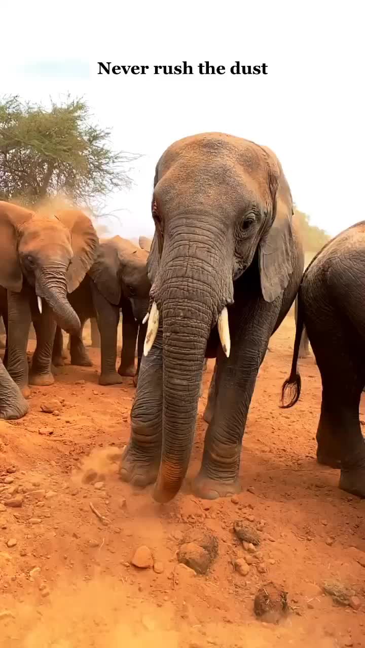 @SheldrickTrust