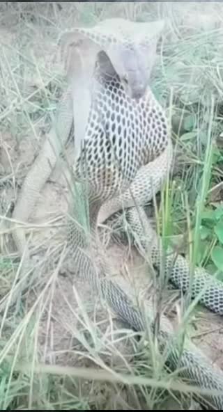 @rajanikanth rajani