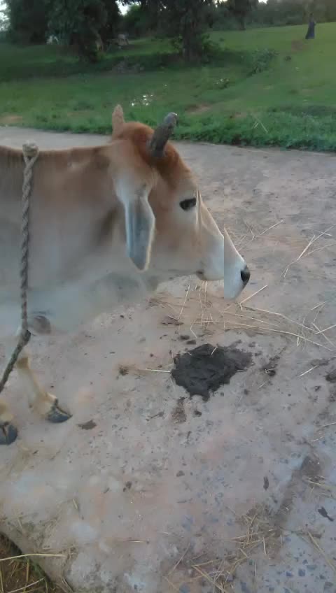 @कोयतुर राम ओरकेरा750