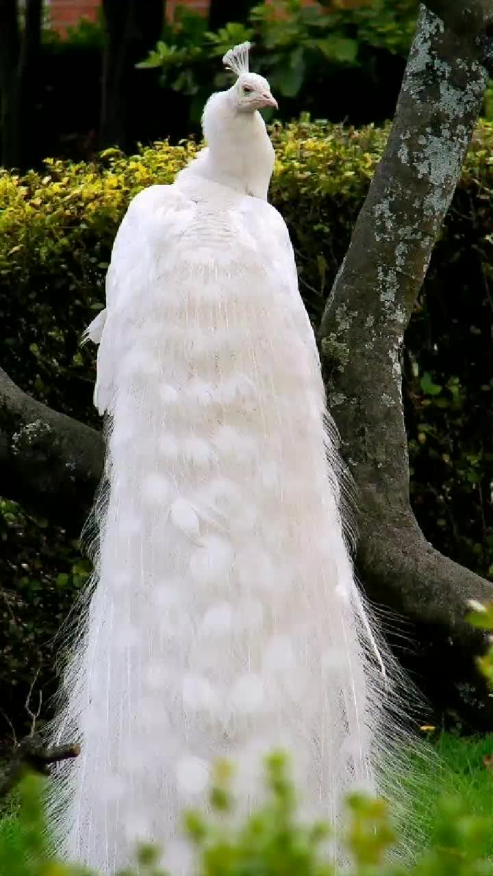 @attitudegirl_45