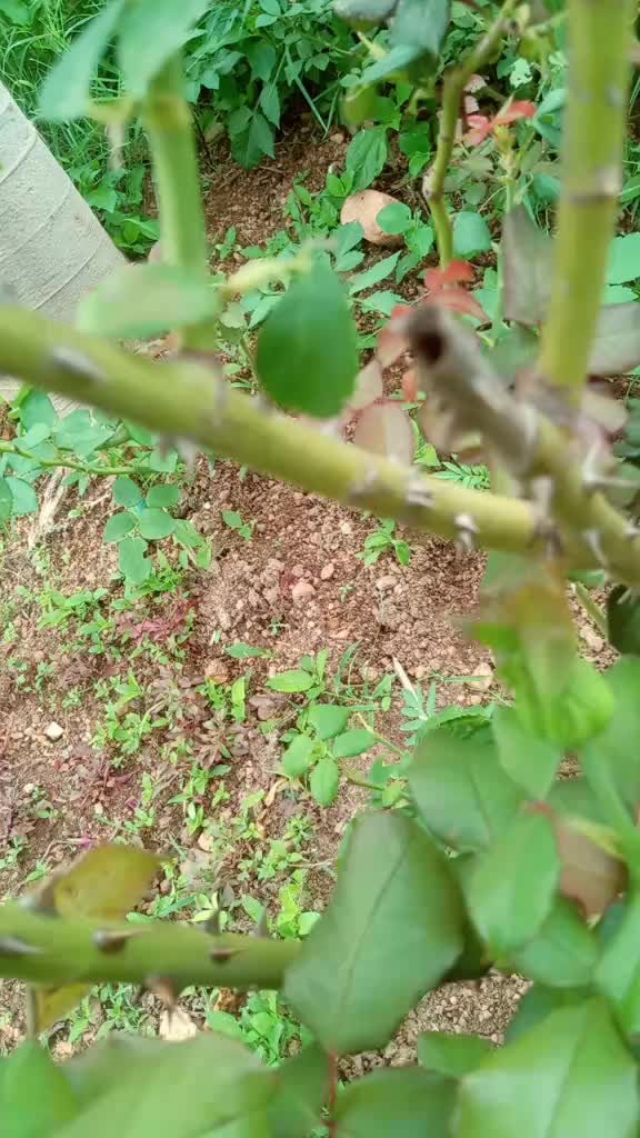@ಕನ್ನಡತಿ ಕಾವ್ಯ