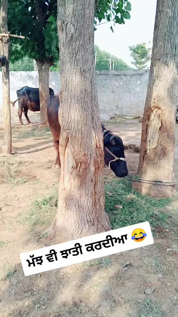 @Artist Mani Manki