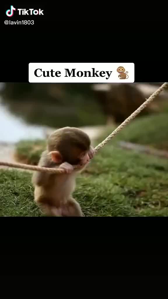 @devender